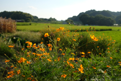 明日香村　大字飛鳥