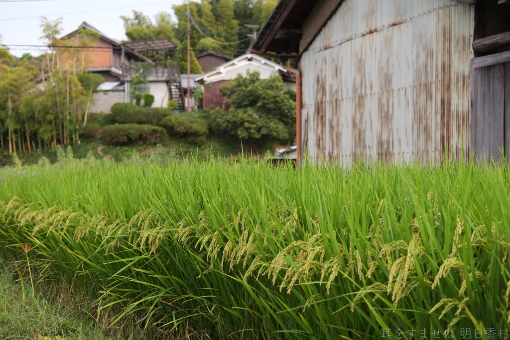 明日香村　大字橘