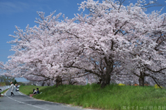 橿原市　飛鳥川沿いの桜