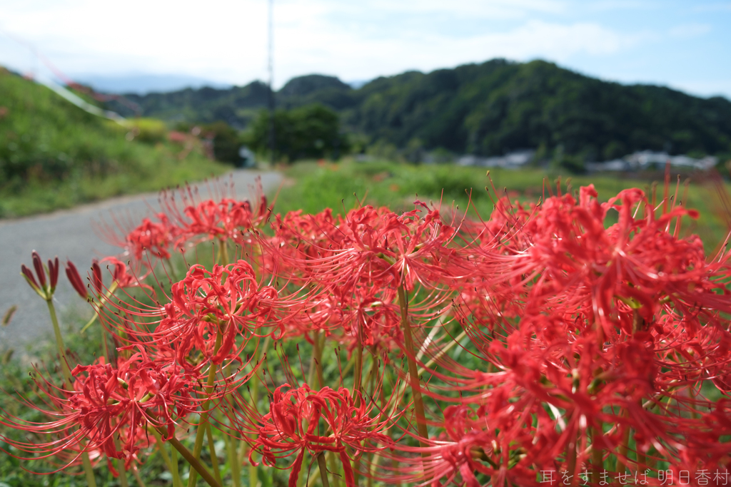 明日香村　大字阪田