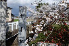 奈良県田原本町　飛鳥川沿いの桜