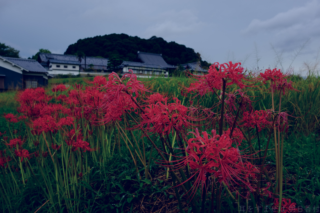 明日香村　大字橘