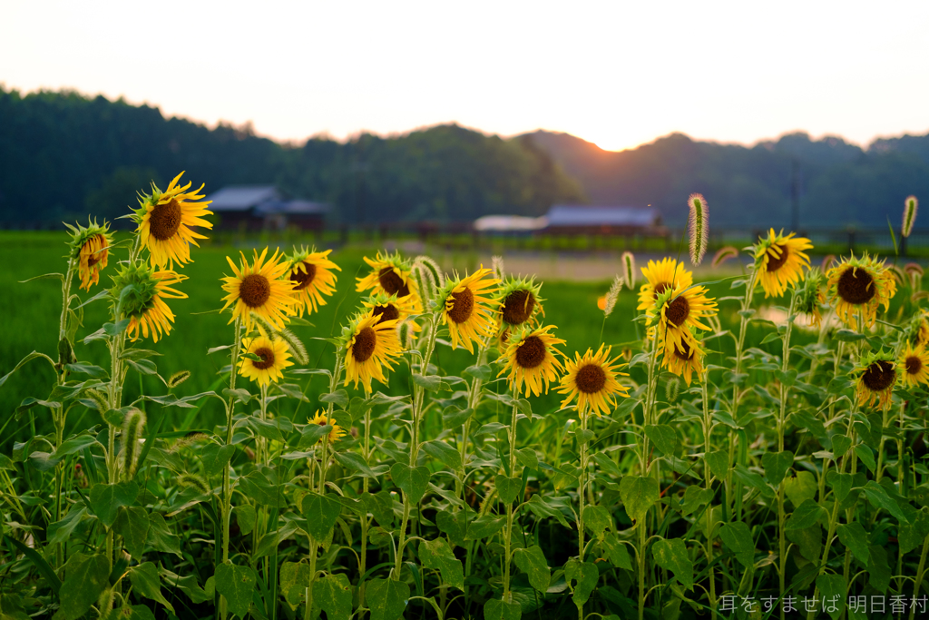 明日香村　大字岡
