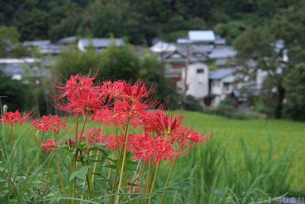 明日香村　大字稲渕
