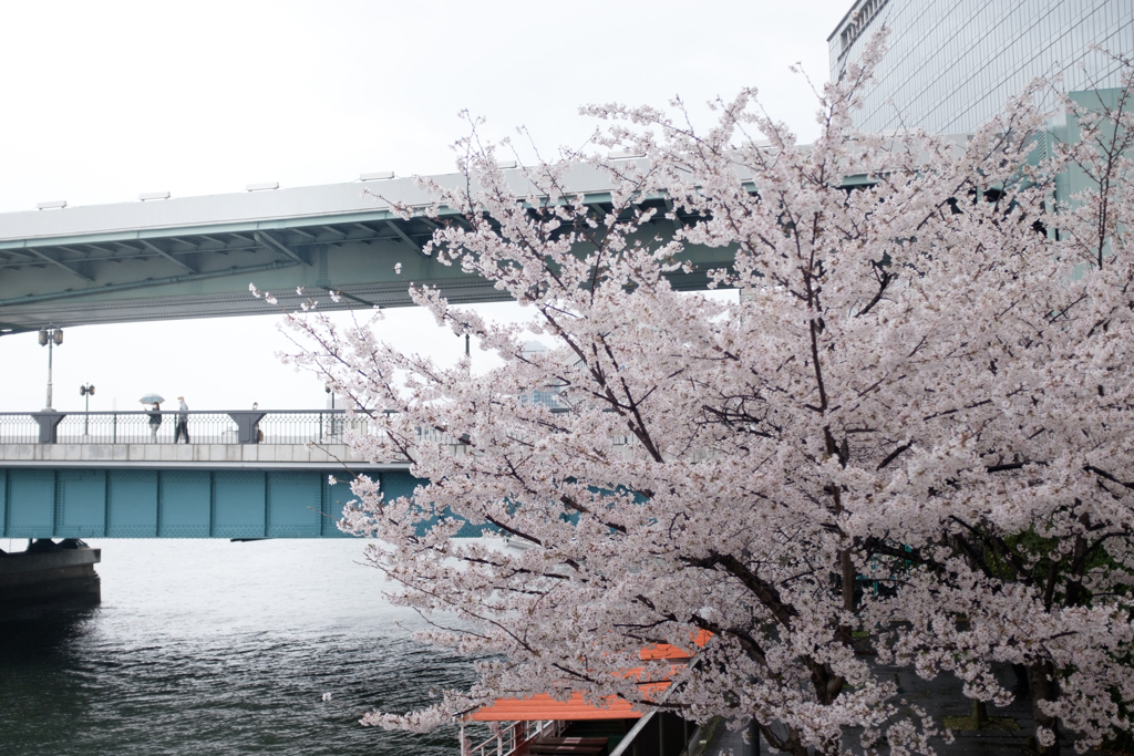 大阪市都島区　毛馬桜之宮公園の桜