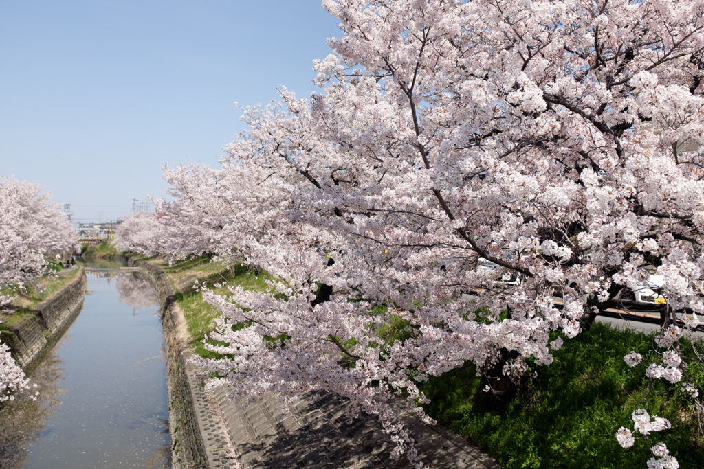 奈良県大和高田市　高田千本桜