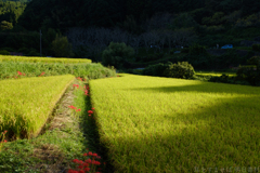 明日香村　大字稲渕