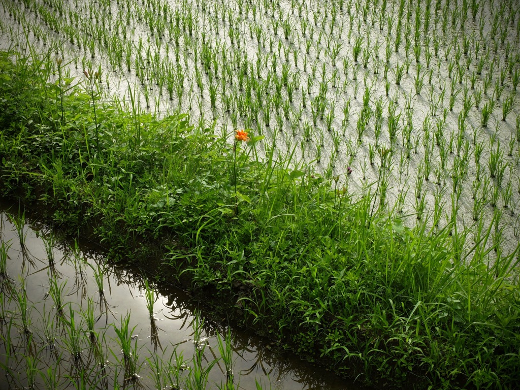 明日香村 稲渕棚田