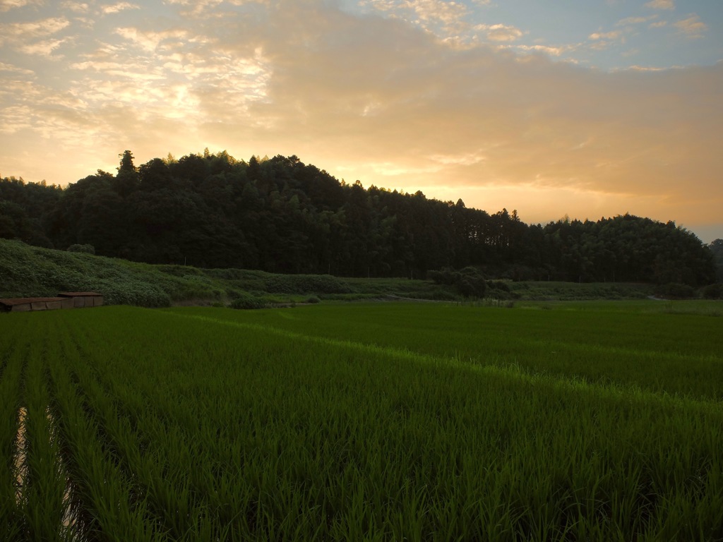 明日香村 岡 （ 川原寺跡付近 ）