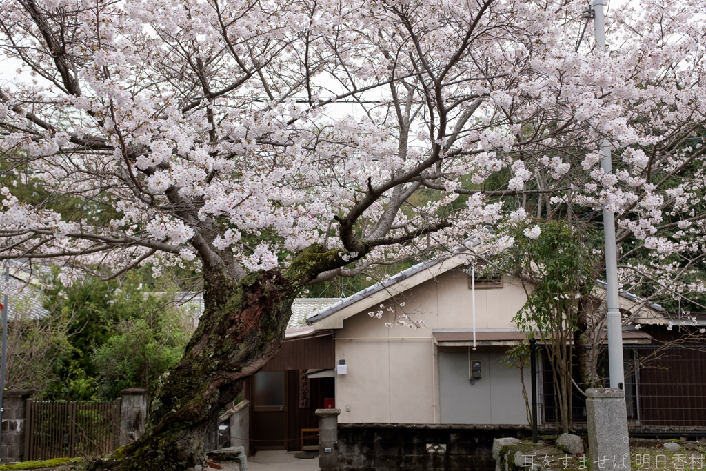 御所市 鳥井戸　妙相寺