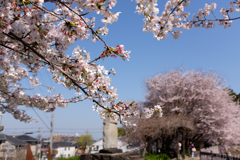 橿原市石川町（石川池）