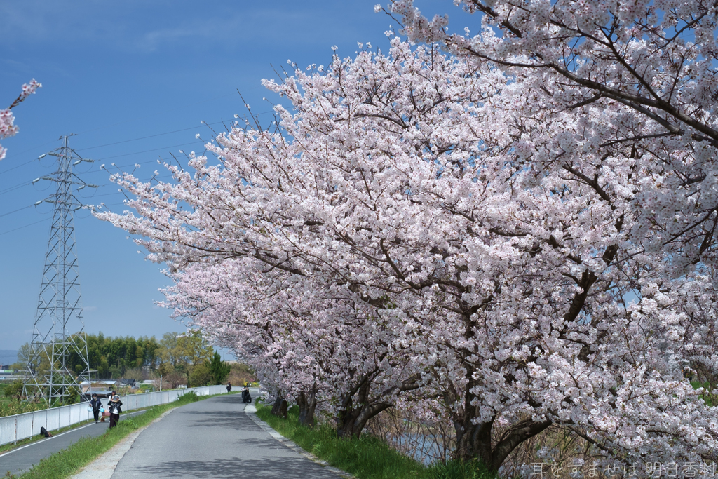 橿原市　飛鳥川沿いの桜