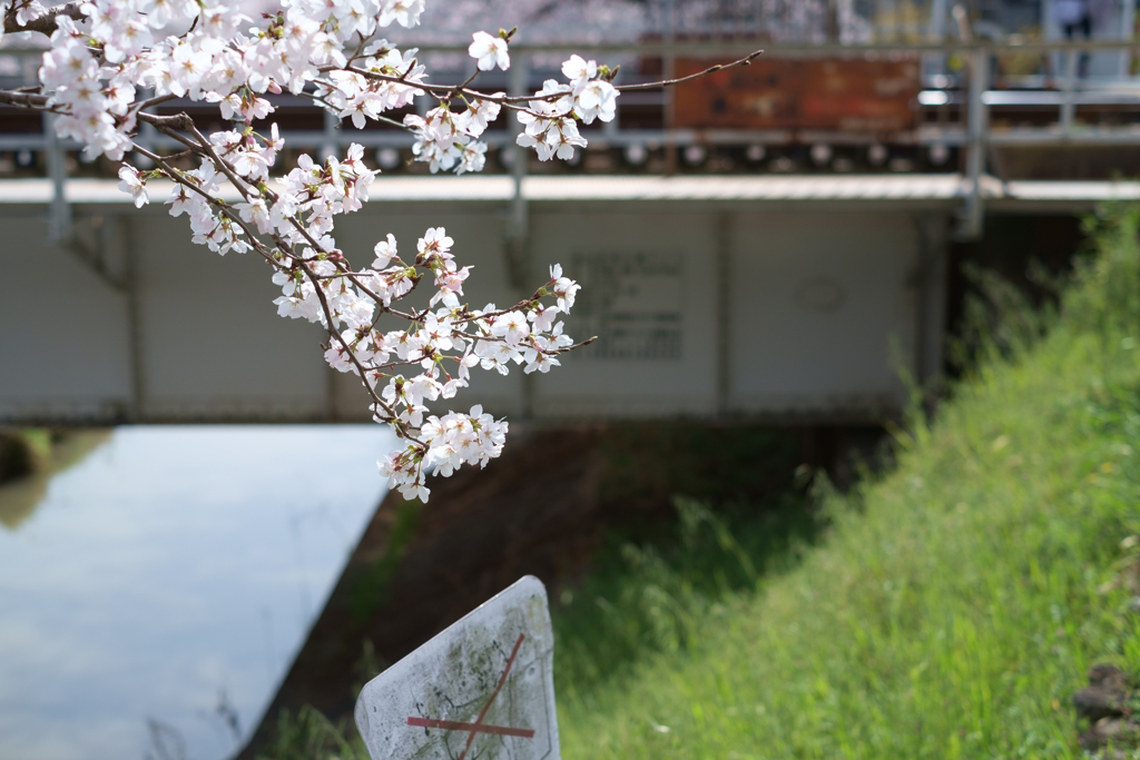 奈良市　佐保川沿いの桜