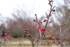 明日香村　大字平田（ 国営飛鳥歴史公園　高松塚周辺地区 ）