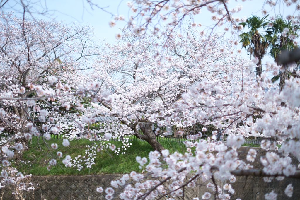 奈良市　佐保川沿いの桜