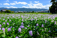 橿原市 城殿町( 本薬師寺跡 ) 橿原市 城殿町( 本薬師寺跡 )