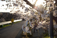 奈良市　佐保川沿いの桜