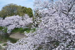 橿原市　飛鳥川沿いの桜