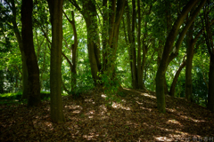 明日香村 大字平田( 国営飛鳥歴史公園 高松塚周辺地区 ) 明日香村 大字平田( 国営飛鳥歴史公園 高松塚周辺地区 )