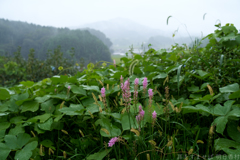 明日香村 大字野口 明日香村 大字野口