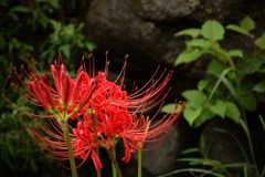 明日香村　大字稲淵