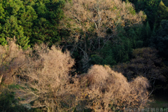 明日香村 大字野口 明日香村 大字野口
