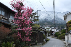御所市　梅の花と葛城山
