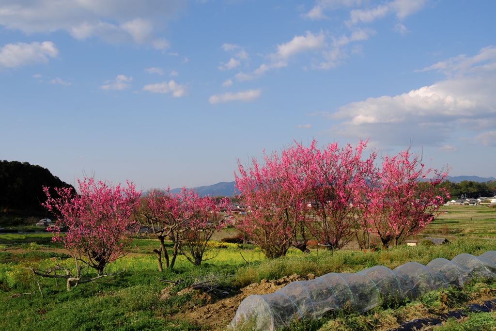 明日香村　大字飛鳥