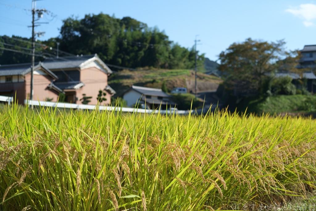 明日香村　大字立部