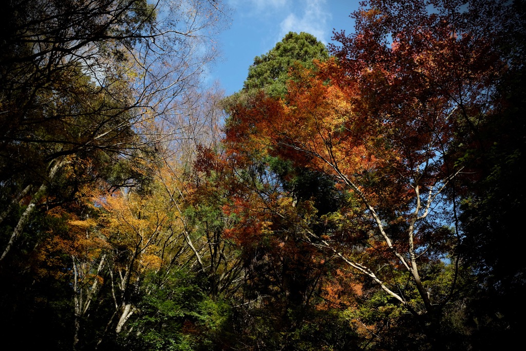 奈良　春日山原始林