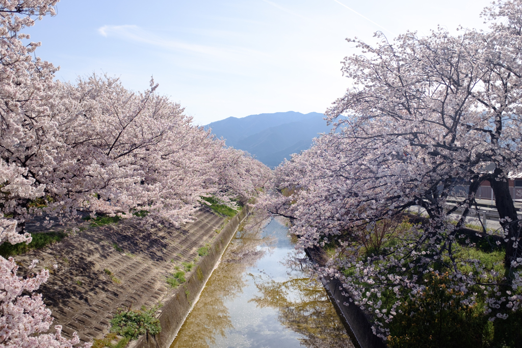 奈良県大和高田市　高田千本桜