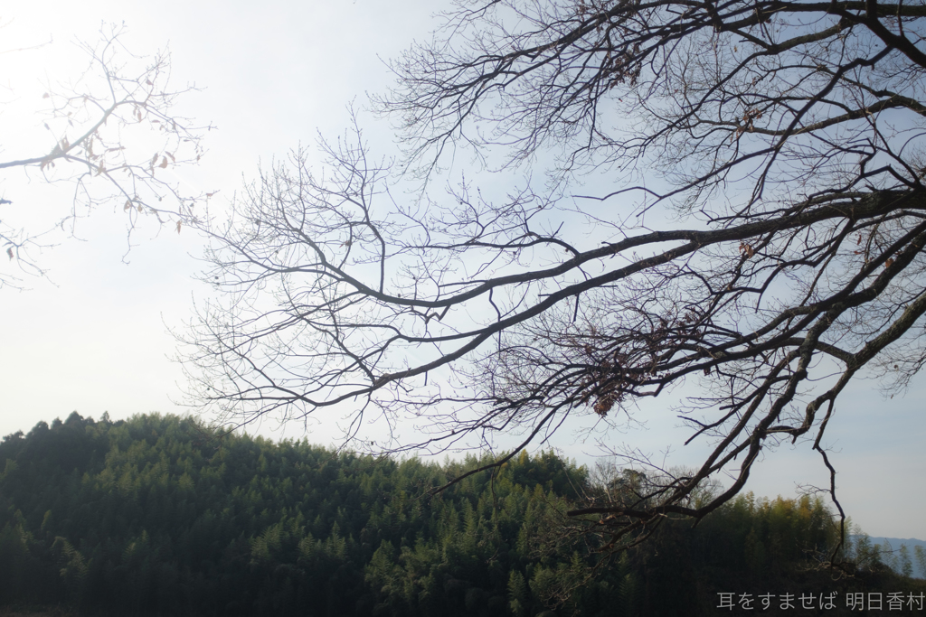 明日香村　大字豊浦（ 甘樫丘 ）