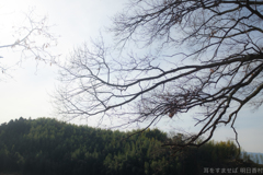 明日香村　大字豊浦（ 甘樫丘 ）