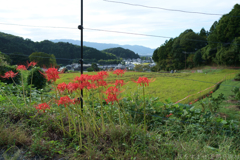 明日香村　大字上居