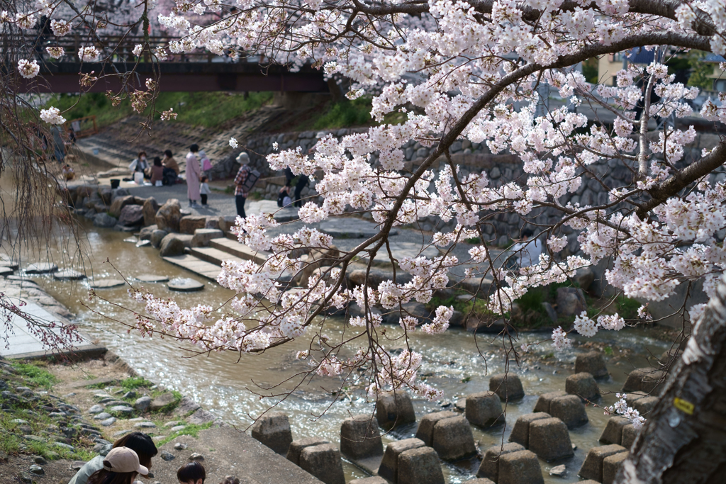 奈良市　佐保川沿いの桜