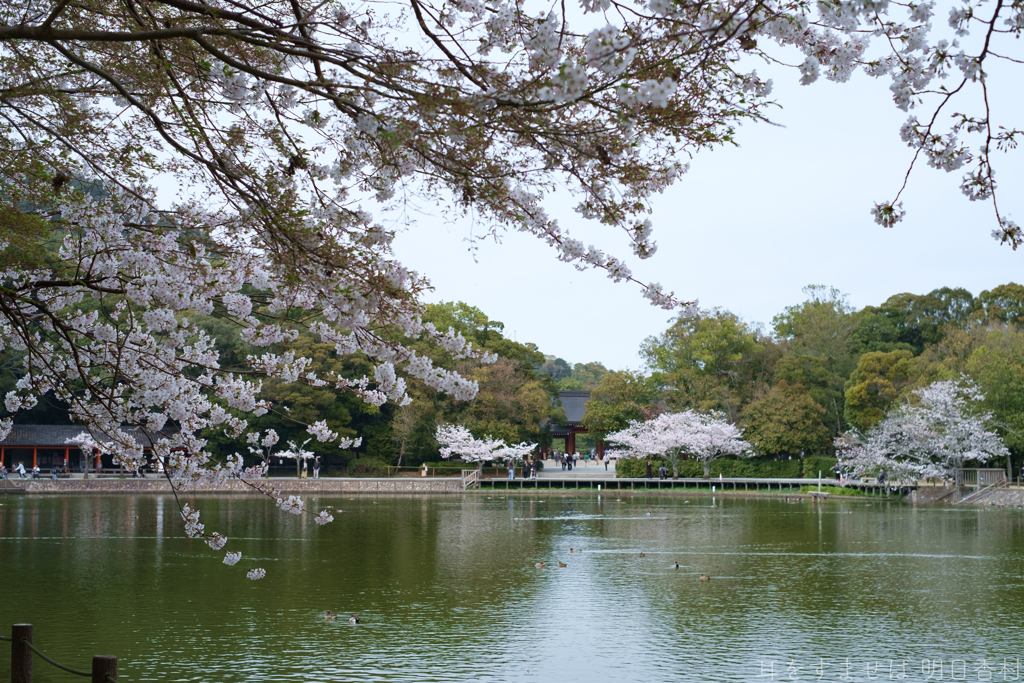 橿原市　橿原神宮