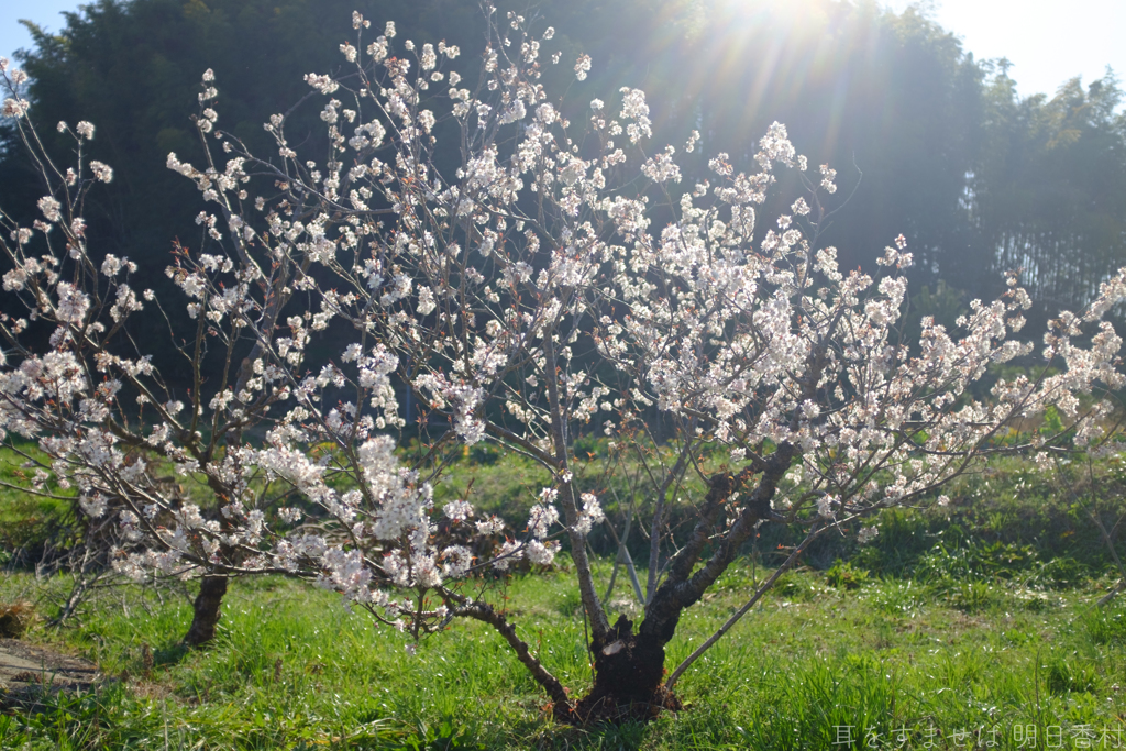明日香村　大字川原