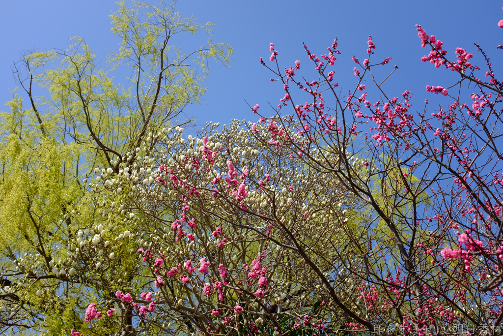明日香村　大字豊浦