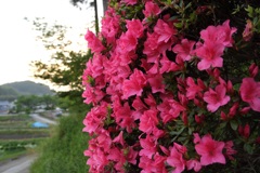 明日香村 大字岡 明日香村 大字岡