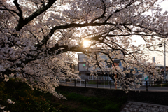 奈良県大和高田市　高田千本桜