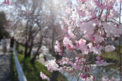 奈良市　佐保川沿いの桜