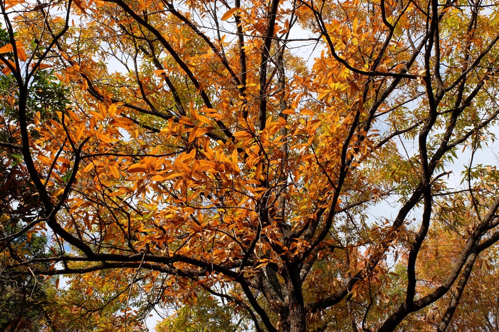 奈良県北葛城郡河合町、広陵町　馬見丘陵公園