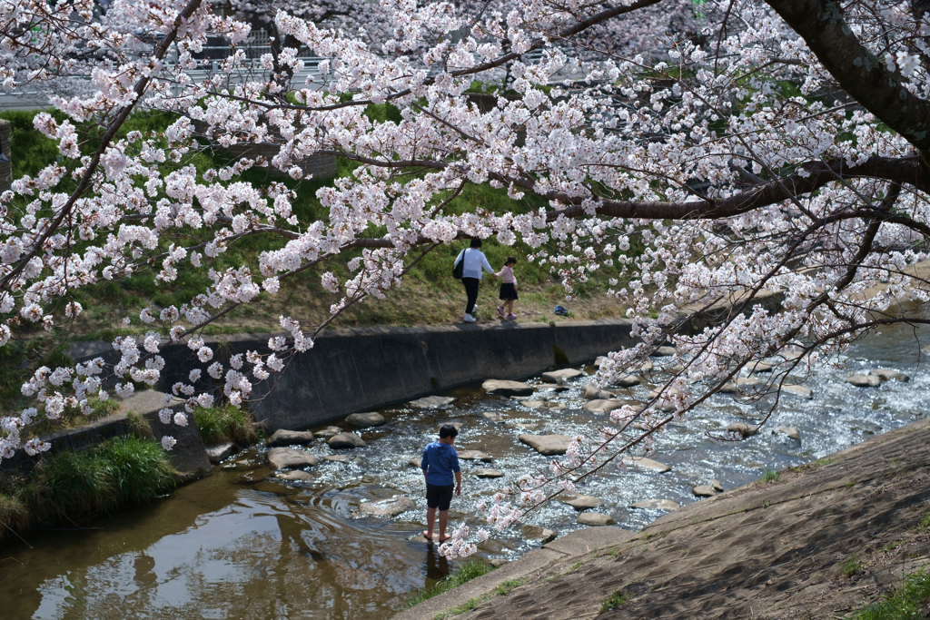 奈良市　佐保川沿いの桜