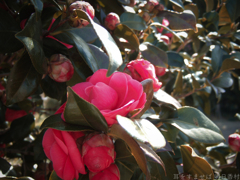 明日香村　大字豊浦