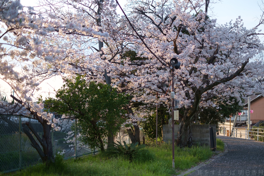 橿原市　飛鳥川沿いの桜