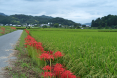 明日香村　大字飛鳥