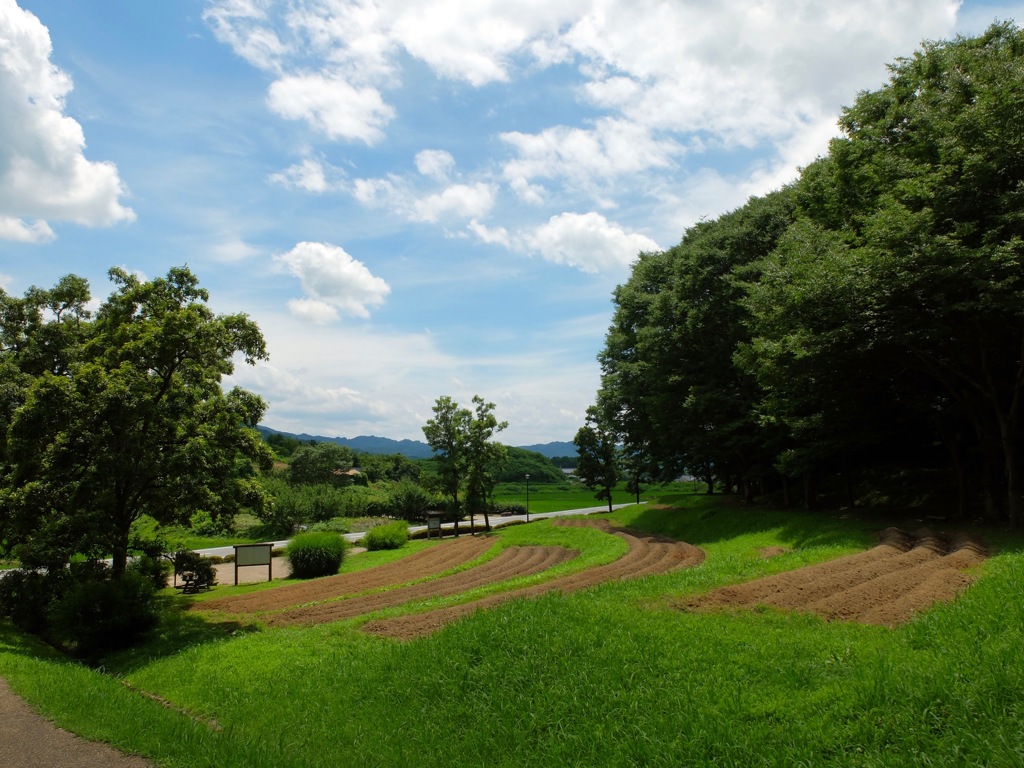 明日香村 豊浦 （ 甘樫丘 ）