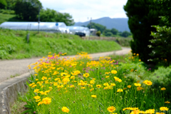 明日香村　大字平田