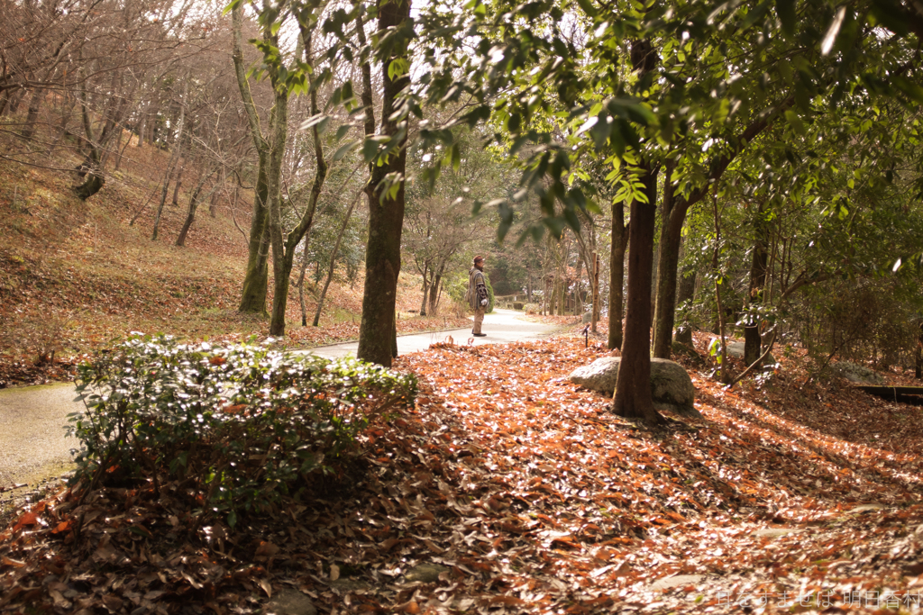 明日香村　大字豊浦（ 甘樫丘 ）