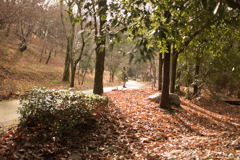 明日香村　大字豊浦（ 甘樫丘 ）